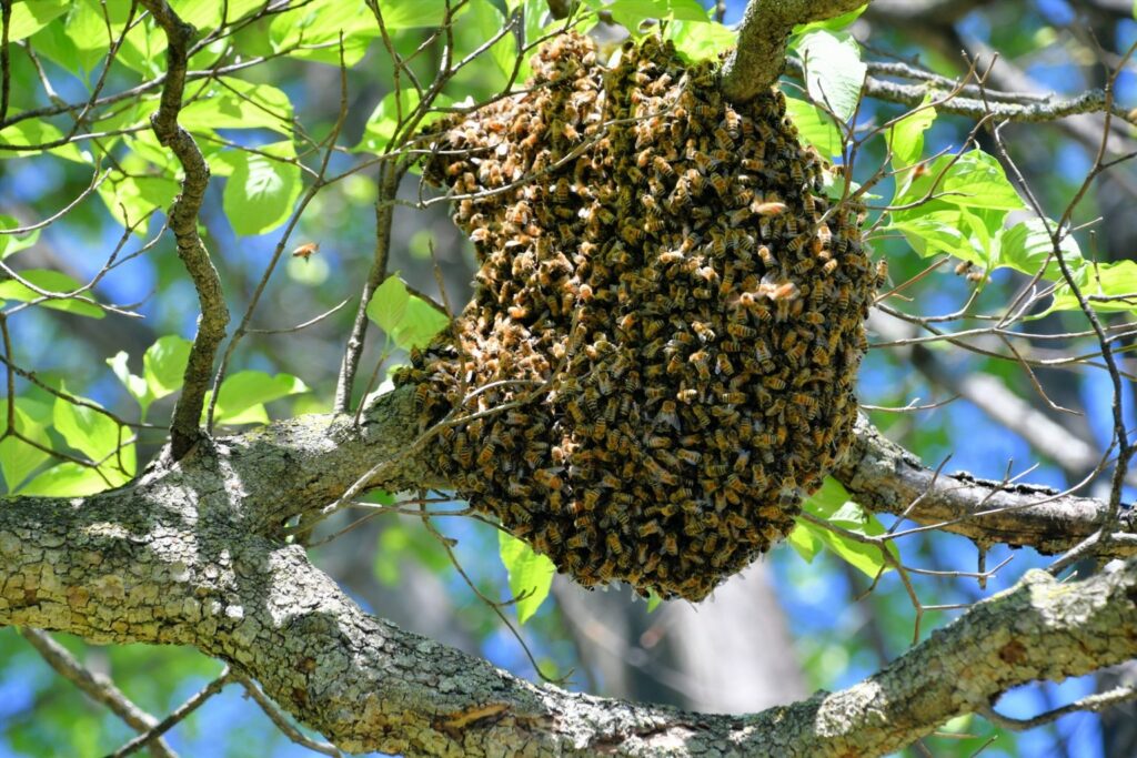 Recomendaciones ante aparición de enjambres de abejas