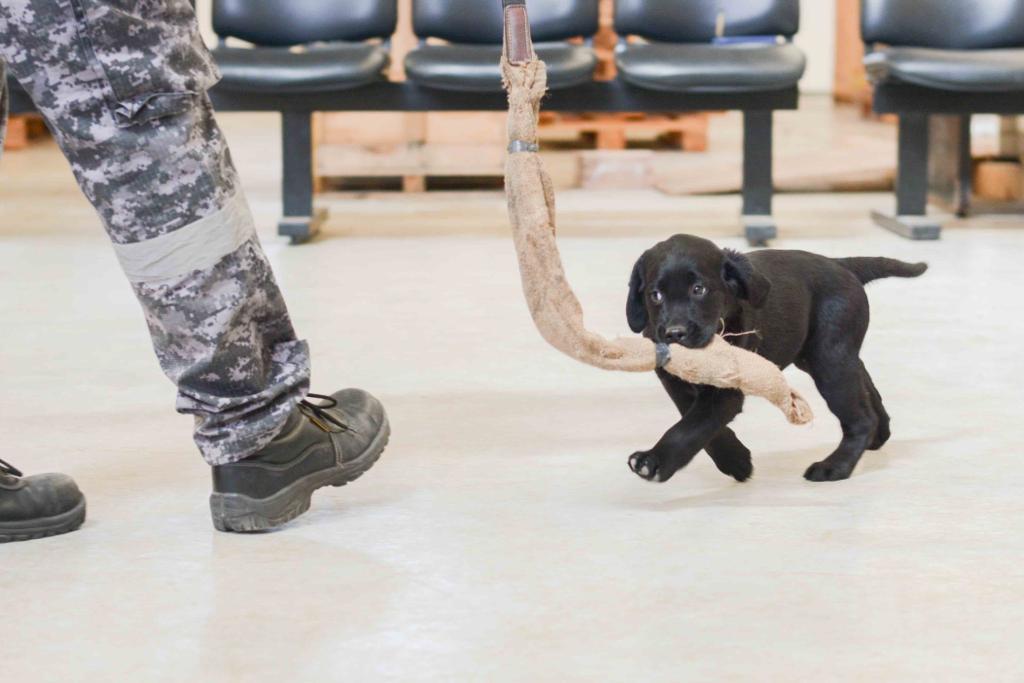 9 cachorros labradores de la Aduana comienzan a entrenarse