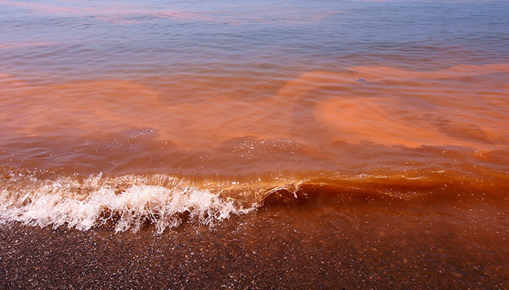Marea Roja: Se suspende la veda establecida en el norte del Golfo Nuevo