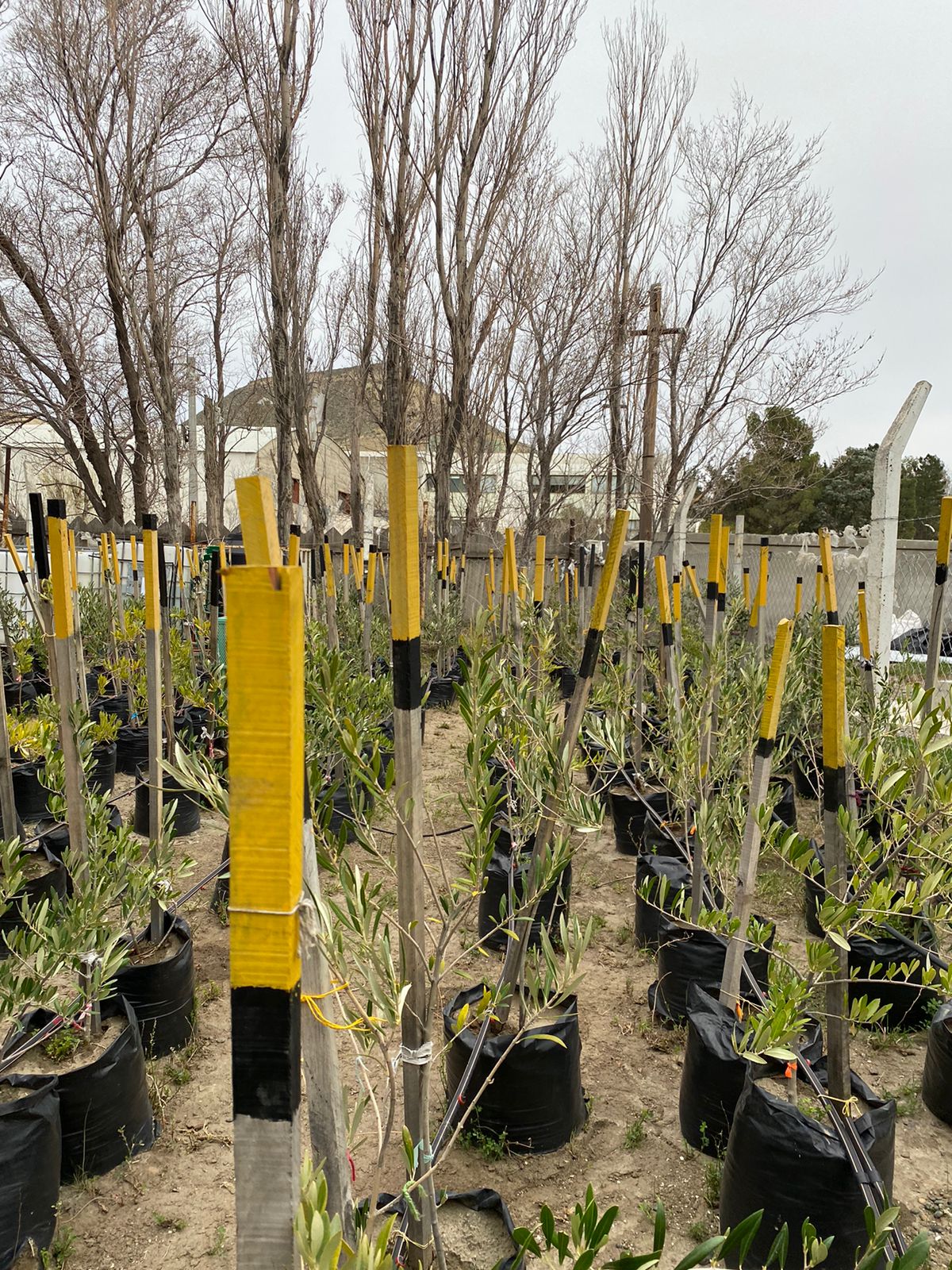El INBIOP- CONICET y la  SCPL llevarán adelante una plantación modelo de olivos