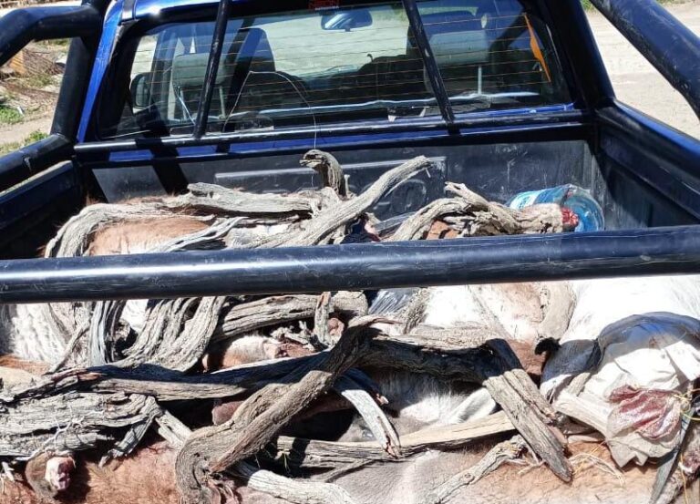 Secuestraron guanacos despostados en un control sobre las rutas 26 y 37
