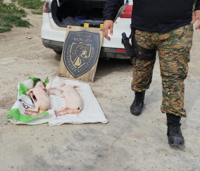 Secuestraron dos lechones faenados en un control