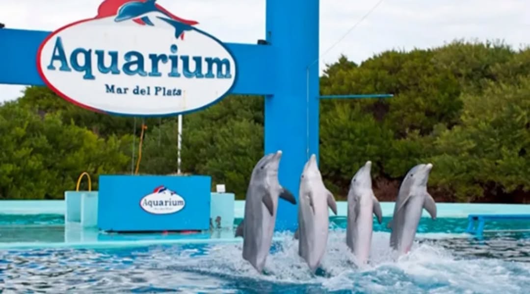 El Aquarium Mar del Plata cierra sus puertas después de más de 30 años: los animales serán trasladados