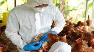 Paraguay emitió una alerta sanitaria por casos de gripe aviar en una región cercana a la Argentina