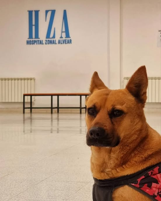  Agradecen al veterinario Gustavo Vignati ayudó en la recuperación de Pocha