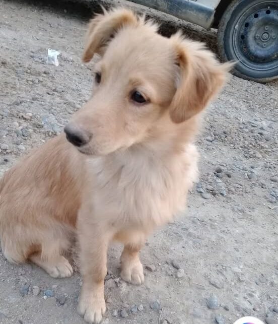 Buscan hogar para un perrito rescatado en Laprida