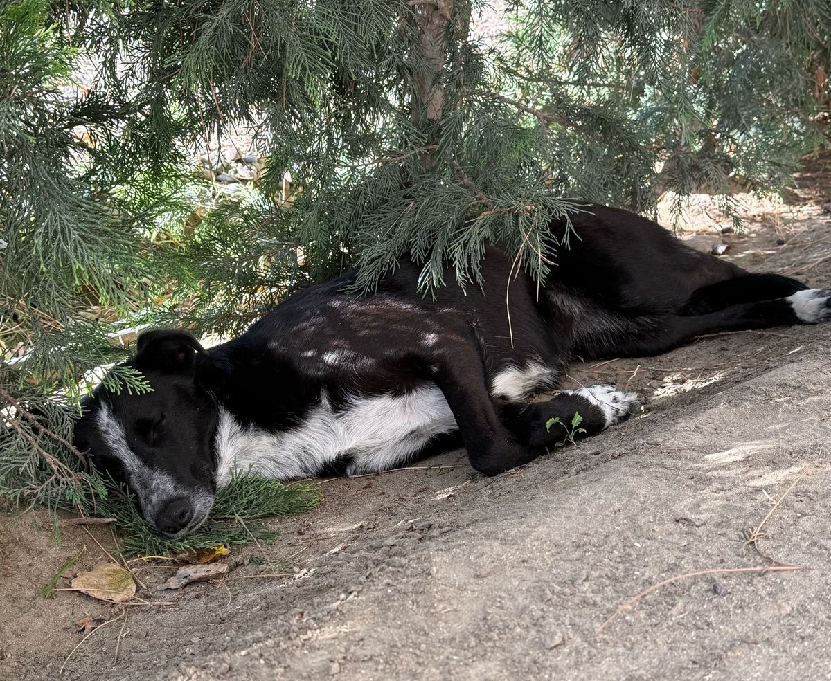 Buscan lugar de transito para perra abandonada y herida