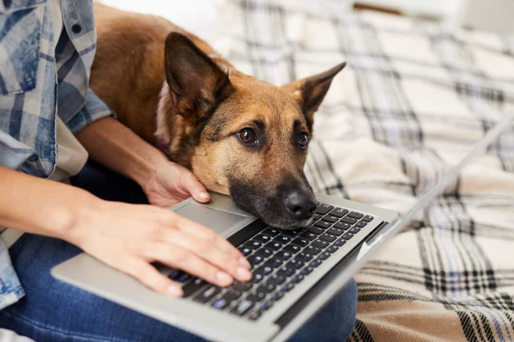 Licencia por adopción de mascotas: el innovador beneficio que ya es realidad en Argentina