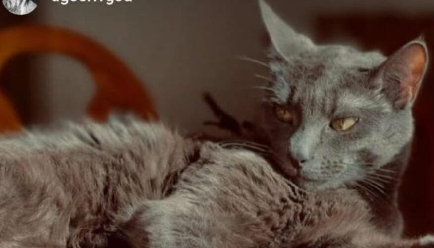 Buscan a Máster, un gatito perdido en el centro de Comodoro