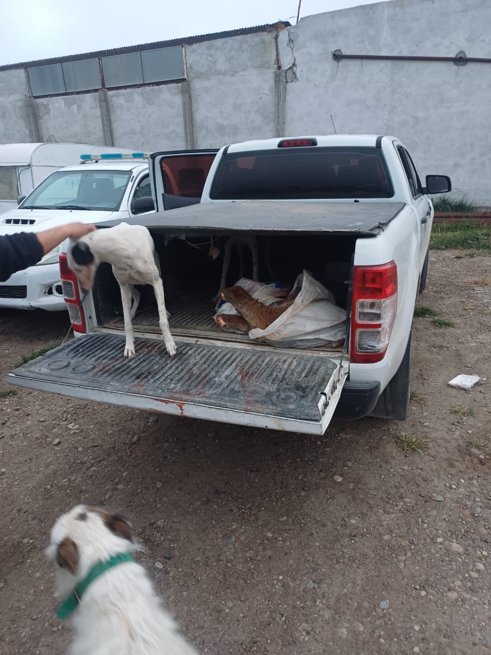 Sarmiento: interceptan a dos hombres con un guanaco cazado ilegalmente