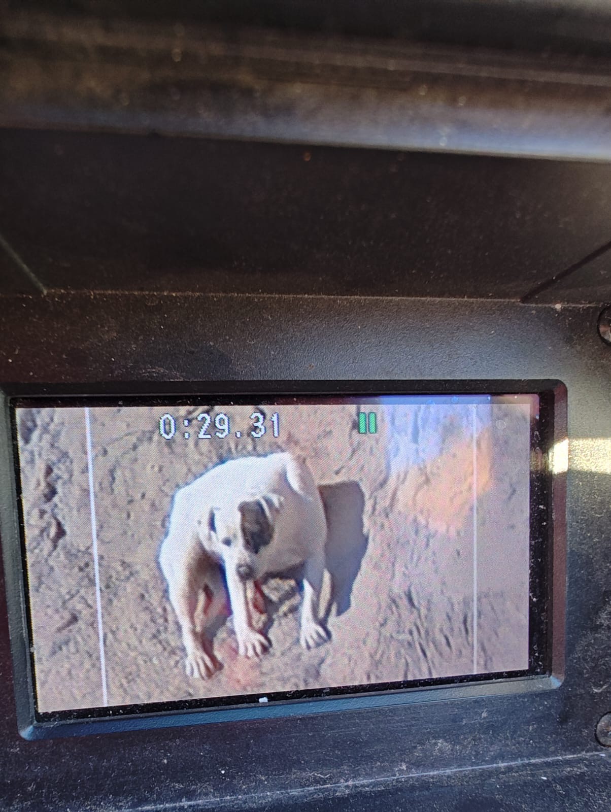 Rescate en zona peligrosa: una vecina encontró a un perro herido y pidió ayuda a los bomberos