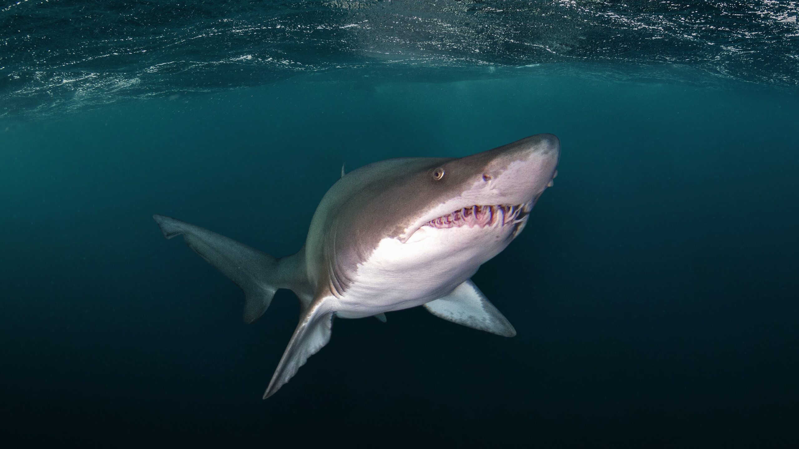 Identifican áreas críticas para la conservación de tiburones y rayas en el Mar Argentino