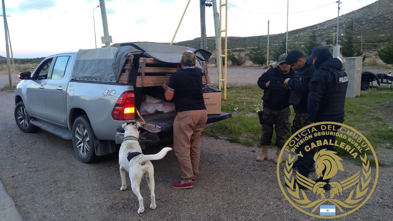 Decomisan carne de jabalí y gallinas vivas transportadas sin documentación en la Ruta 3