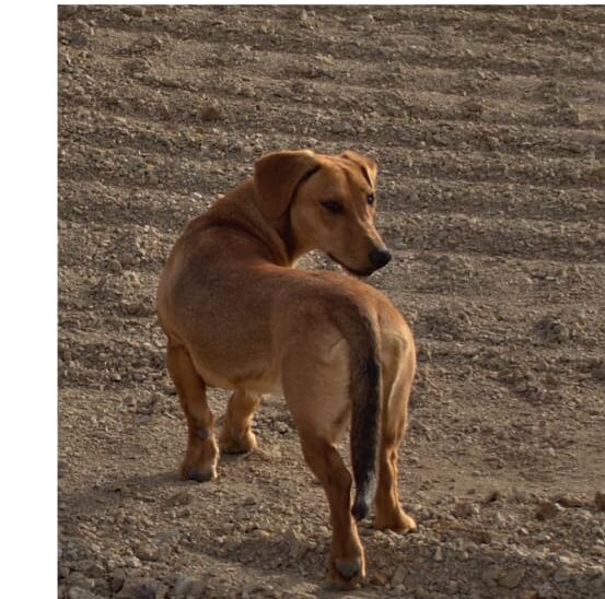 Buscan a Adolfa, una perrita  que desapareció en el barrio San Cayetano