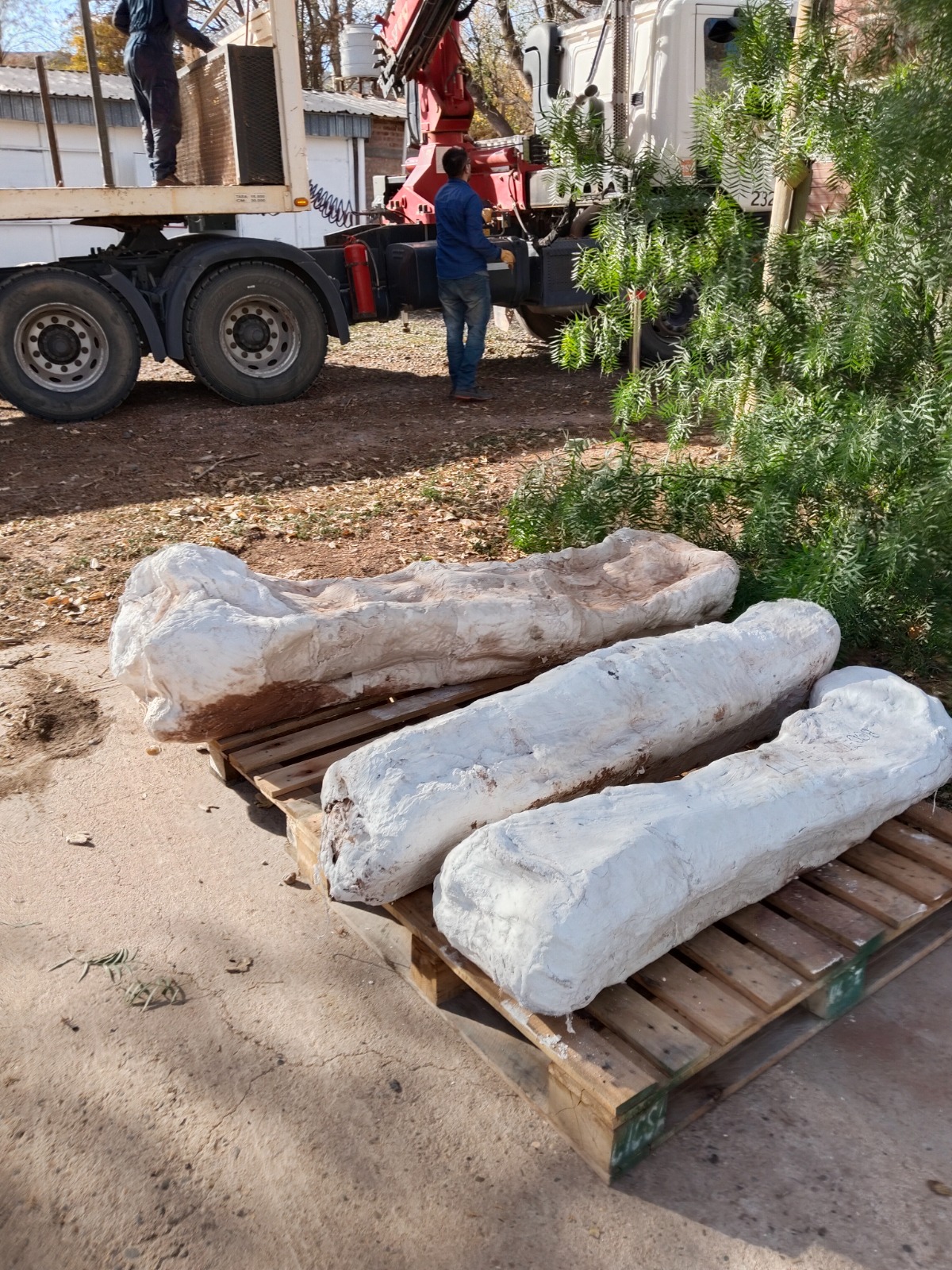 Hallan restos fósiles de un dinosaurio saurópodo juvenil en la costa del lago Marimenuco