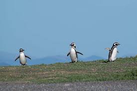 Causa pingüinos: la defensa pidió la nulidad del juicio y el fallo se conocerá el 21 de mayo