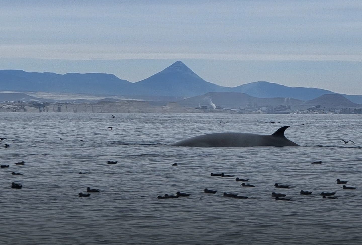 Ballenas sei en Comodoro y Rada Tilly: seguimiento satelital revela datos clave de su migración