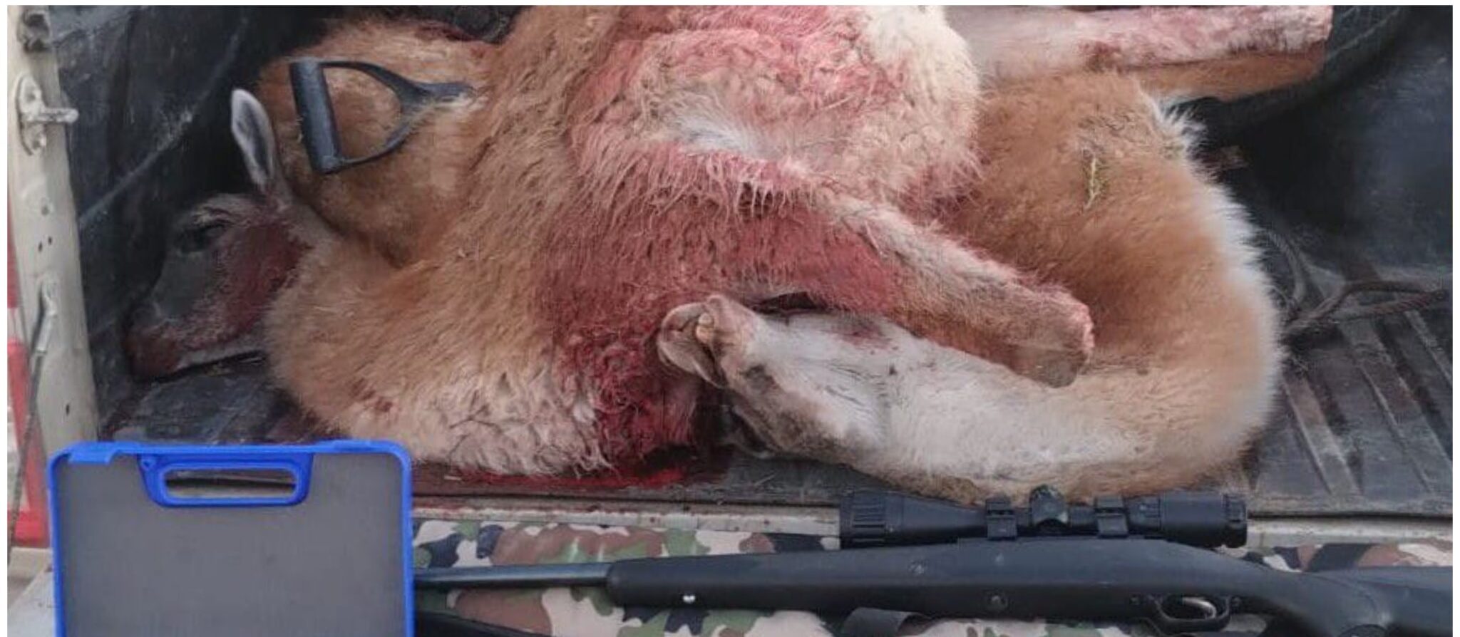 Secuestran carne de guanaco y armas tras control en ruta cerca de Comodoro
