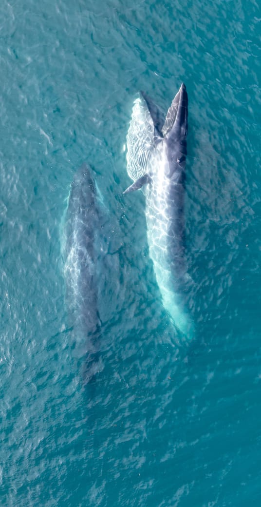 La ballena Sei del Golfo San Jorge, el turismo y la conservación, acaparan el tercer conversatorio por el aniversario del CENPAT