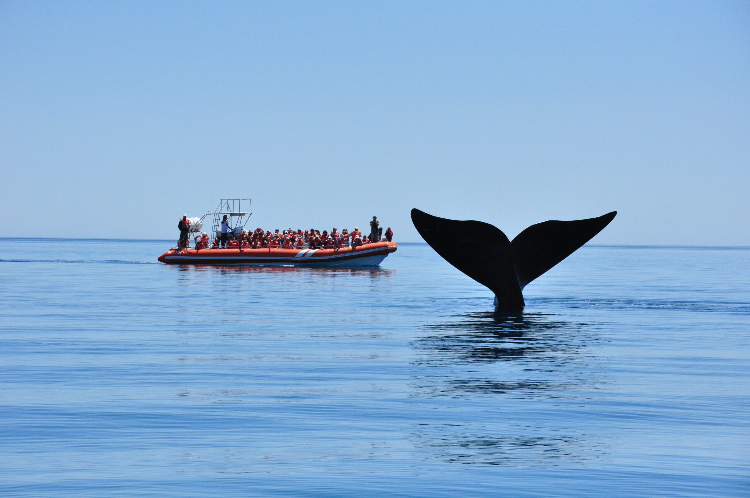 Se lanzó oficialmente la temporada de ballenas con promociones para los chubutenses