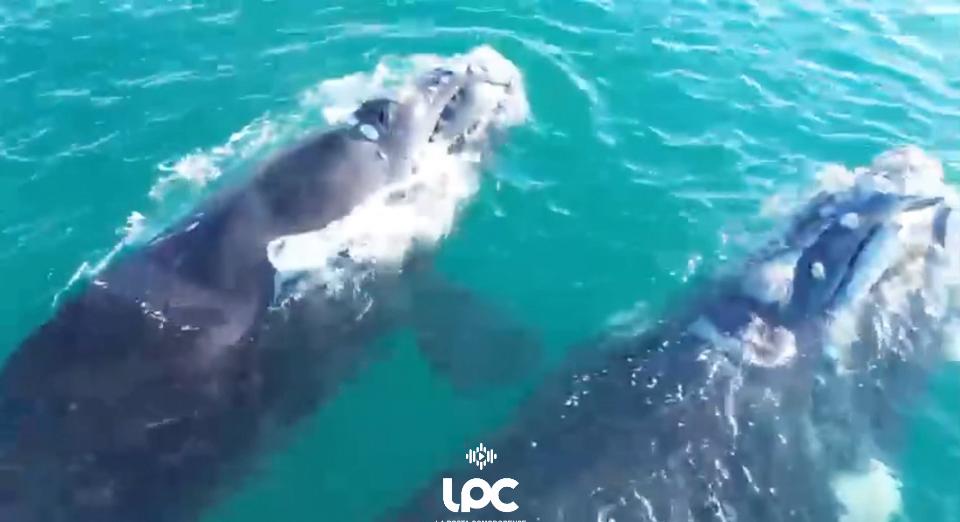 Ballenas y delfines sorprenden en su paso por las costas
