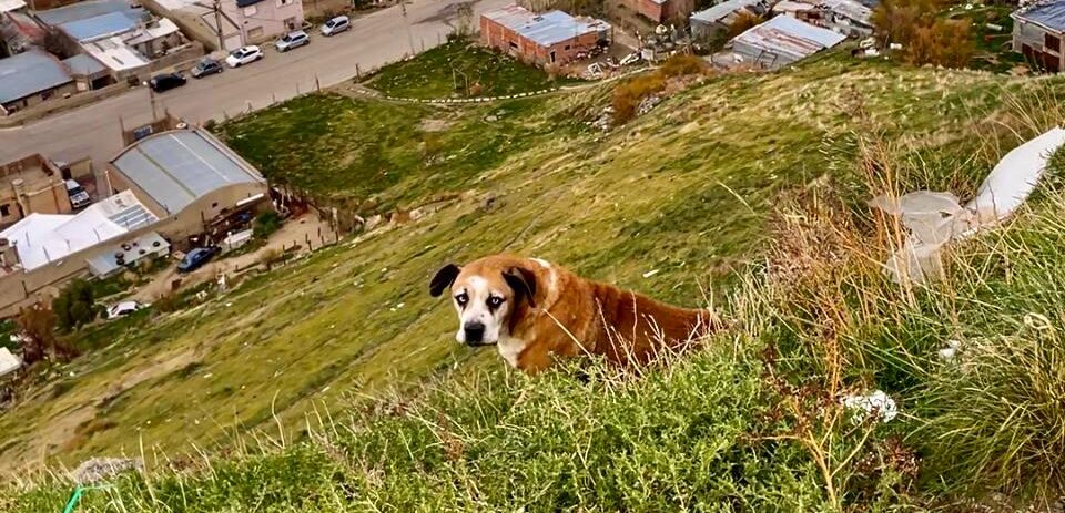 El perro que cayó desde la ladera del cerro y fue asistido por bomberos y un veterinario,  fue devuelto a su dueño