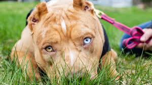 Un hombre fue atacado en los genitales  por un pitbull en Rada Tilly y debió ser hospitalizado 