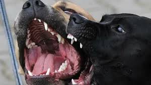 Investigan ataque de perros en zona norte: una persona fue hospitalizada con múltiples lesiones