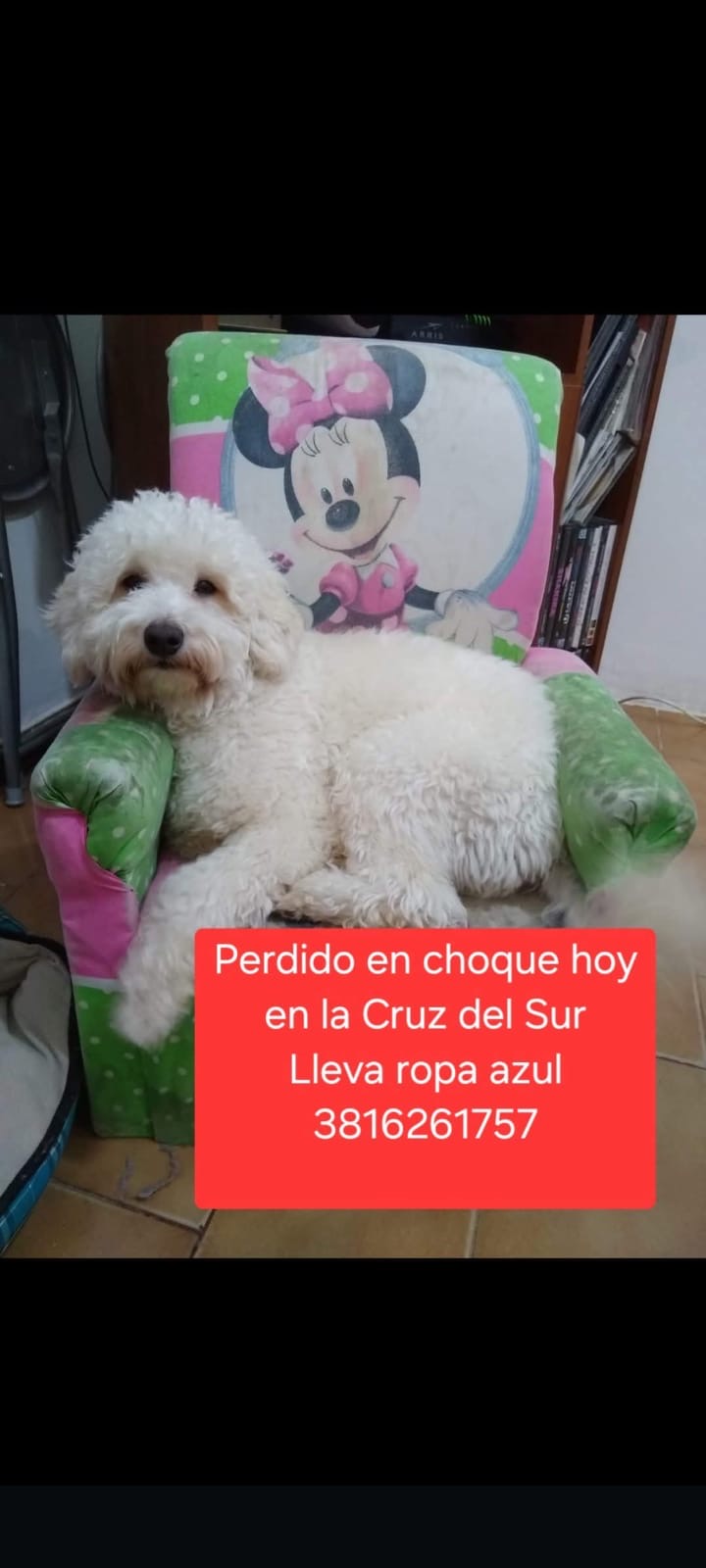 Accidente en Ruta 35: familia de Comodoro busca a su perro tras ser dada de alta del hospital