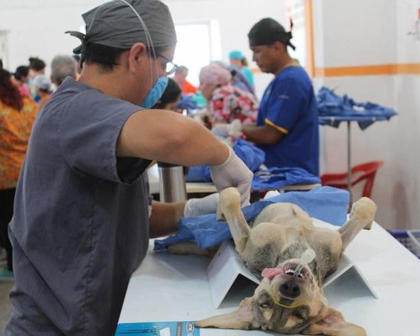 Comodoro Rivadavia: Sin turnos disponibles para la campaña de esterilización canina y felina en Próspero Palazzo