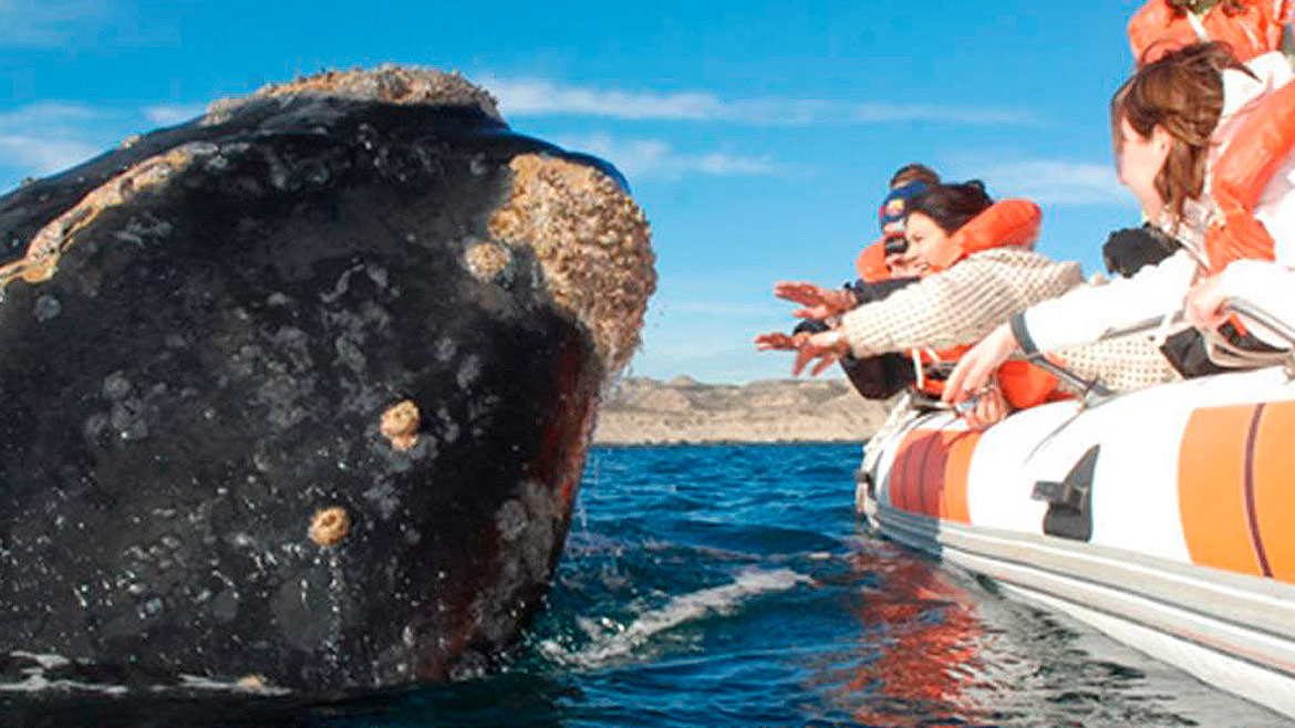 Prefectura establece medidas para proteger a la Ballena Franca Austral en costas de Comodoro Rivadavia