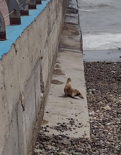 ¿Qué hacer si encontramos un lobo marino en la playa? Te contamos los pasos a seguir