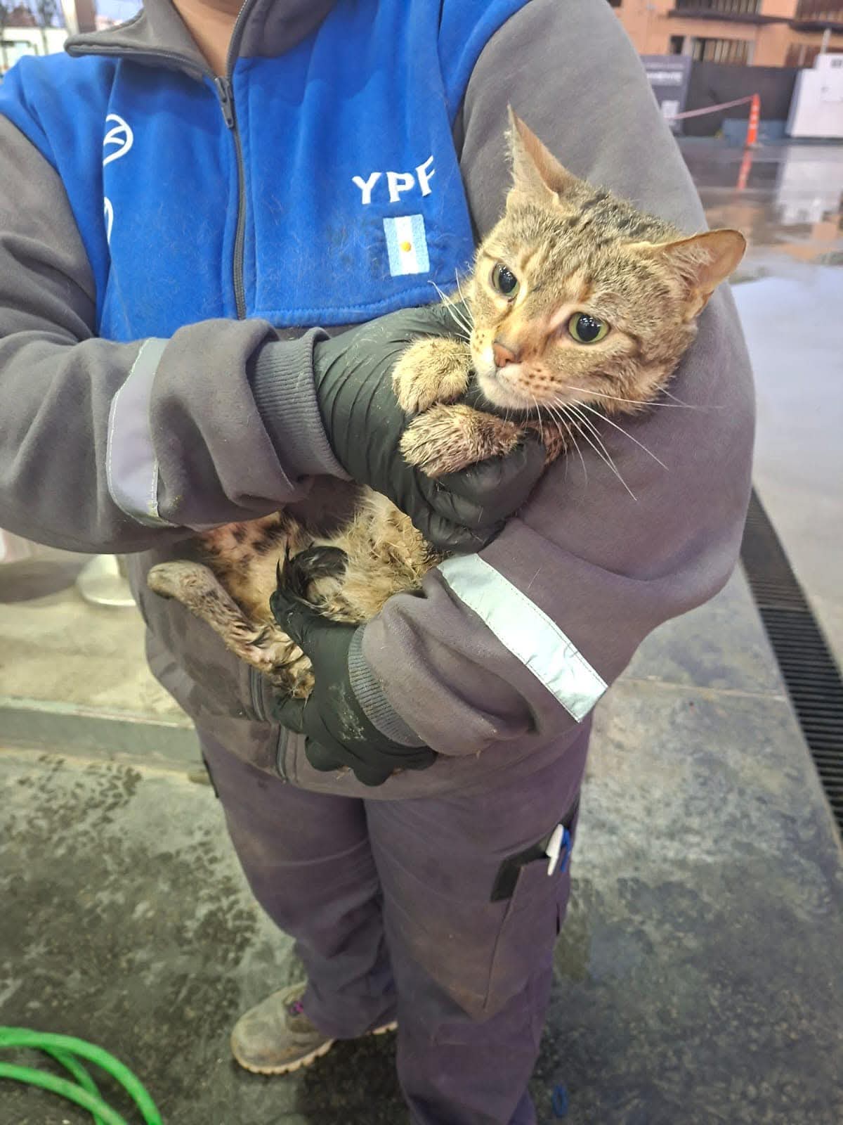 Gatito apareció dentro del capot de una camioneta y terminó en una estación de servicio en La Polonia