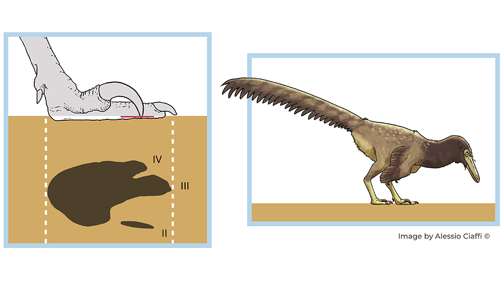 Descubren en la Patagonia huellas de dinosaurios “raptores” de hace 100 millones de años