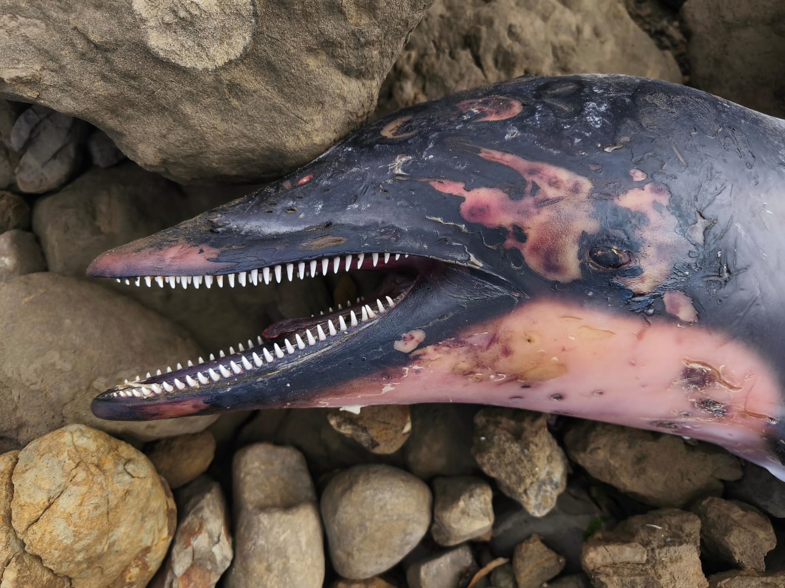 Hallaron un delfín oscuro juvenil muerto en la costa de Rada Tilly