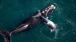Récord histórico de ballena franca austral en Península Valdés