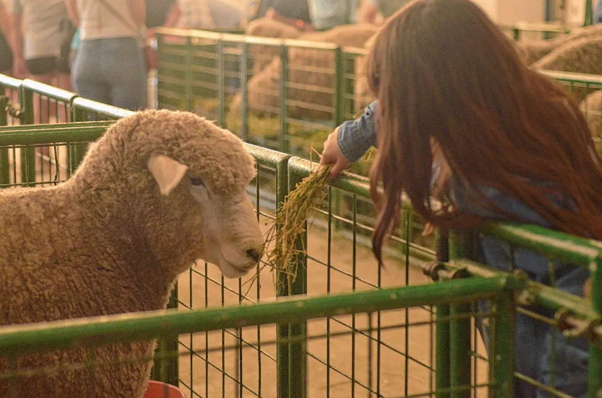 La Sociedad Rural de Comodoro Rivadavia anunció la Exposición Ganadera 2026