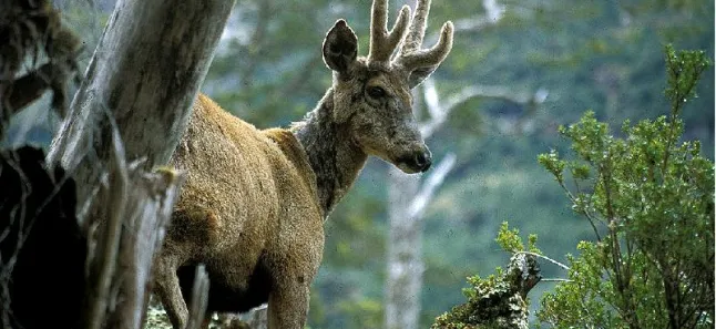 Día Internacional del Huemul: el Parque Nacional Lanín celebra con un festival cultural