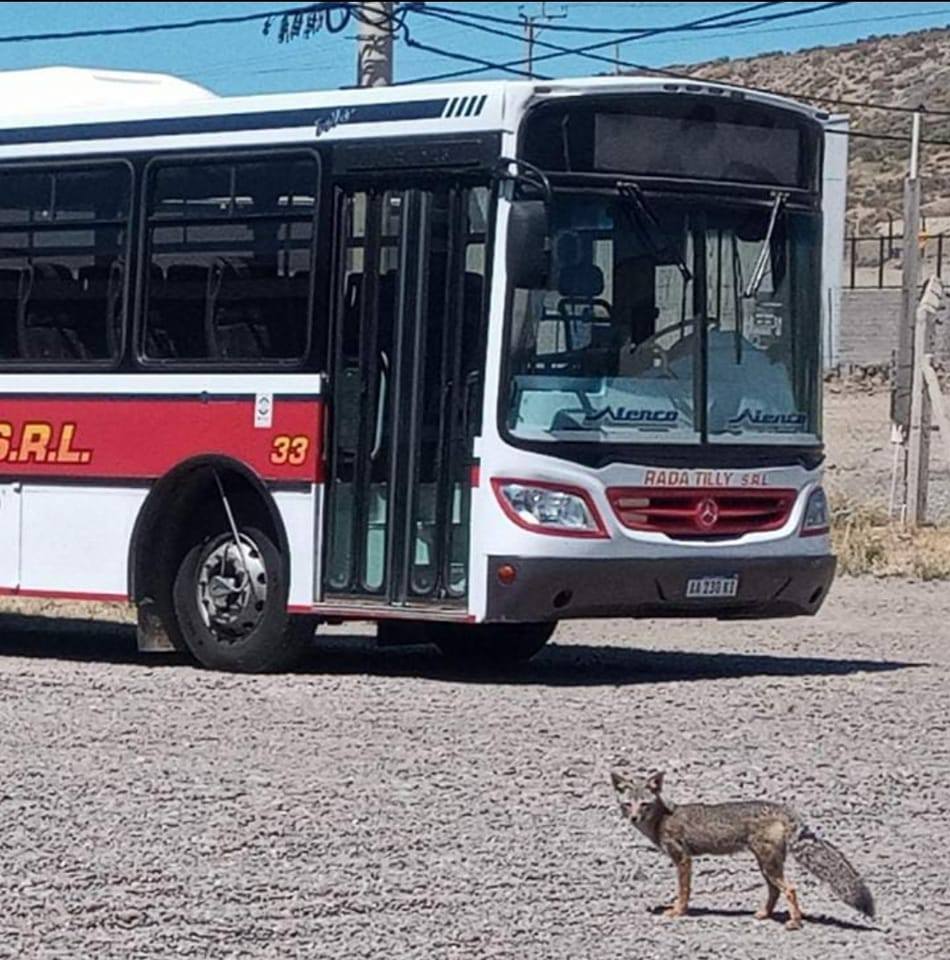 Retención de servicios en Expreso Rada Tilly por falta de pago