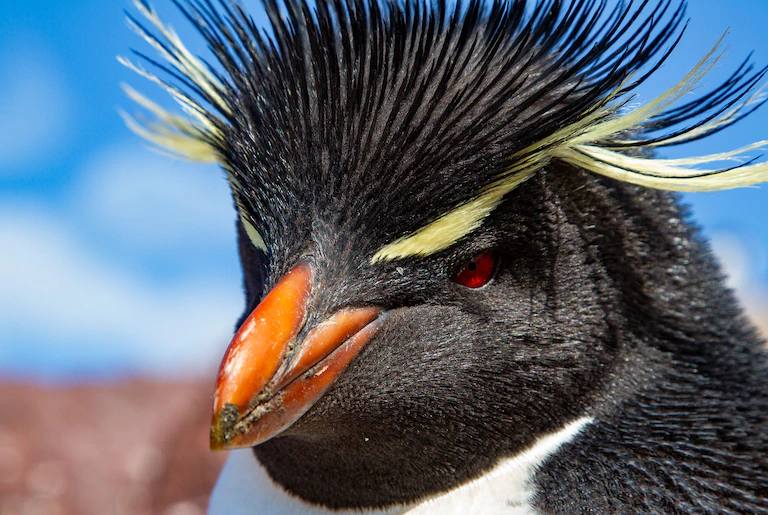 Elegante y llamativo: el pingüino de penacho amarillo, joya del fin del mundo