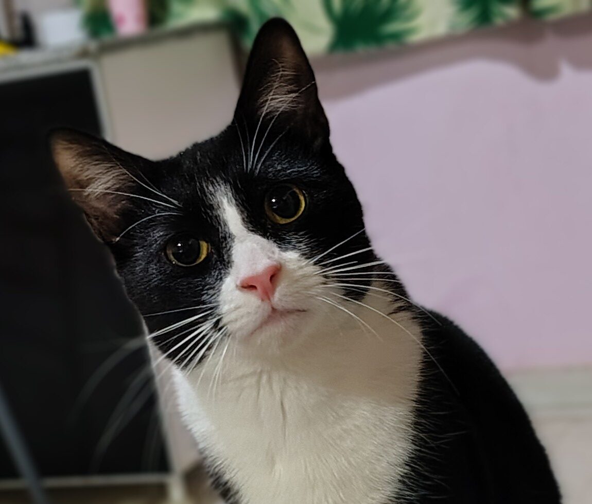 Buscan a Palmer, un gatito perdido en barrio San Martín