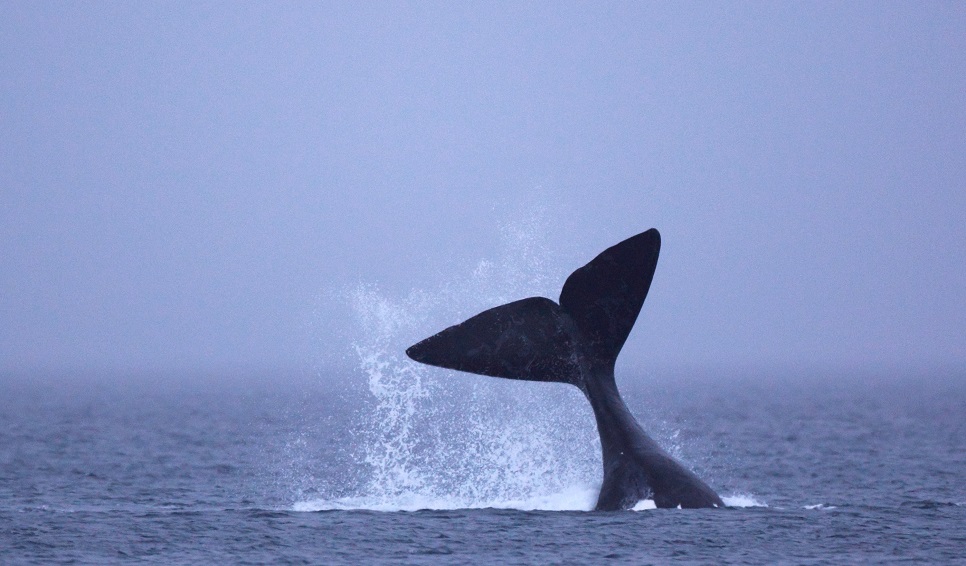 Día Nacional de la Ballena Franca Austral: la importancia de compartir el espacio con respeto