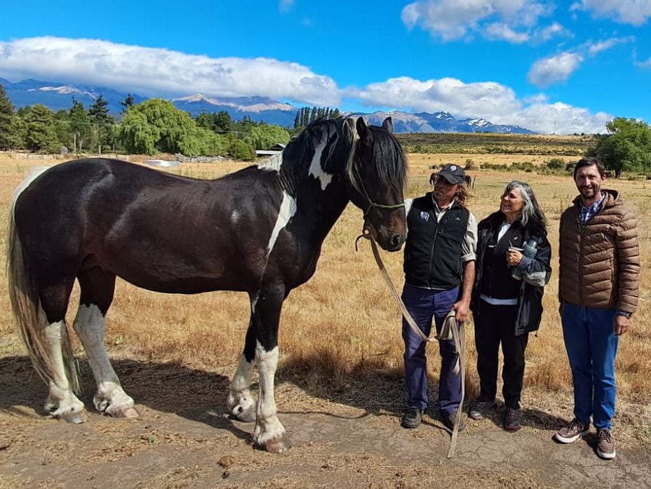 Frisón Barock Patagonia: cabalgatas y crianza de una raza única de caballos en Trevelin