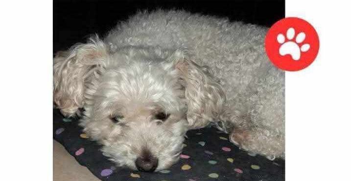 Buscan a “Mimi”, una caniche blanca perdida en barrio Standar Norte
