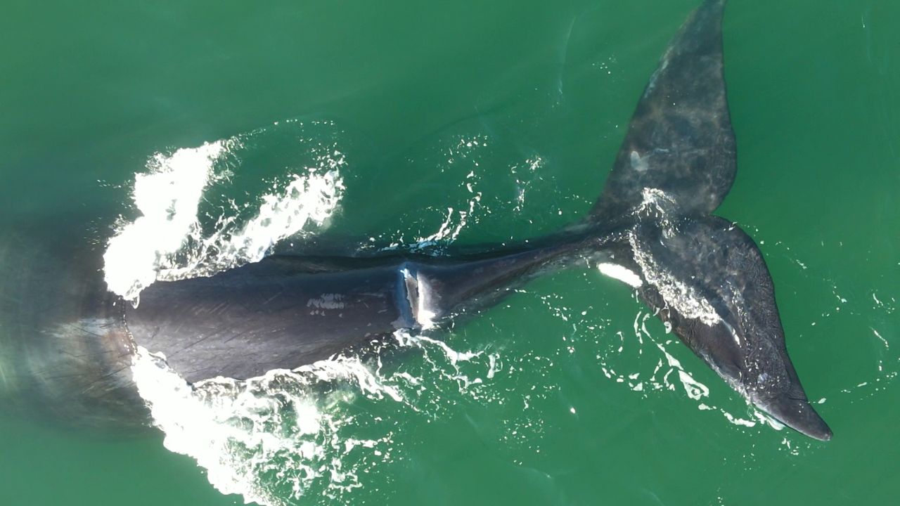 Guerreira, la ballena franca austral que une a Argentina y Brasil con su historia de supervivencia