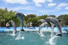 Aquarium Mar del Plata: denuncias por el estado de los delfines y una petición con más de 777 mil firmas