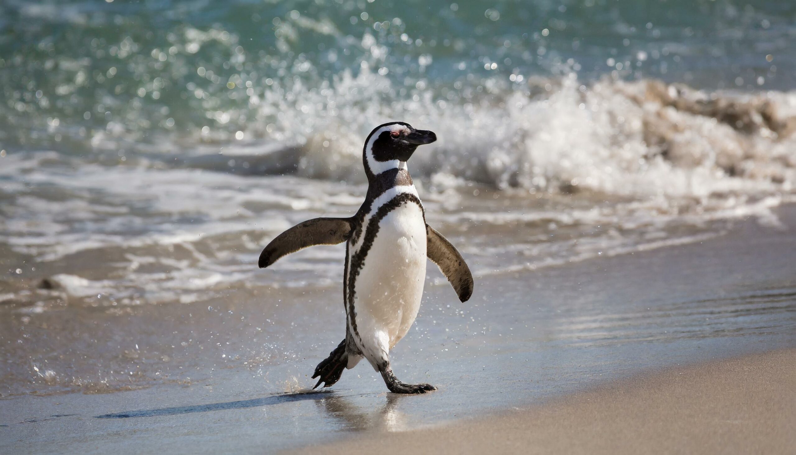 Chubut recibe a los Pingüinos de Magallanes