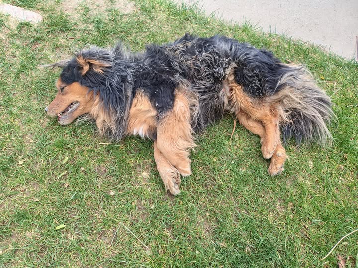 Triste final para un perrito rescatado en barrio Standar Norte