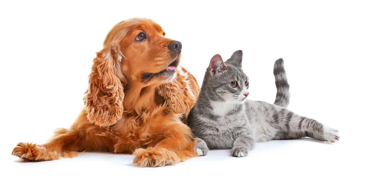 Campaña gratuita de esterilización canina y felina en Presidente Ortiz