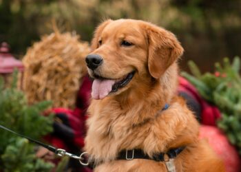 La tarde más dorada del año: Comodoro vivirá su primer encuentro de Golden Retriever